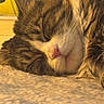 Angel joined the competition — help win amazing prizes! cat, tabby, sleeping, close_up, whiskers, pink_nose, fluffy, fur, cozy, blanket, indoor, pet, relaxation, warm_light, texture, animal, cute, domestic_cat, resting, peaceful