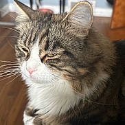 Angel is registered to the contest to win money with this photo: cat, tabby, white_fur, close_up, pet, whiskers, pink_nose, indoor, fur, animal, sleepy, relaxed, portrait, mammal, face, eyes, ears, domestic_animal, feline, sunlight