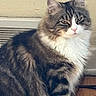 Angel is registered to the contest to win money with this photo: cat, tabby, fluffy, indoor, pet, animal, feline, fur, whiskers, floor, vent, wall, brown, white, paws, sitting, looking, expression, domestic, house