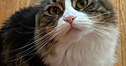 Angel is registered to the contest to win money with this photo: cat, fluffy, yellow_eyes, wooden_floor, pet, whiskers, curious, close_up, indoor, feline, soft_fur, domestic_animal, portrait, looking_up, cute, animal, mammal, tabby, white_fur, pink_nose