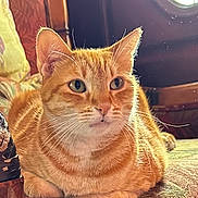 Pumpkin is registered to the contest to win money with this photo: cat, orange_tabby, feline, pet, indoor, chair, vintage_furniture, window_light, relaxed, whiskers, fur, animal, domestic_cat, closeup, portrait, resting, cozy, home, cute, sitting