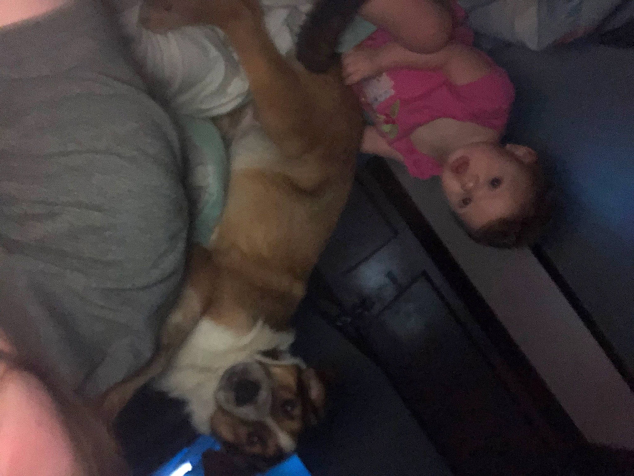 Rosie joined the competition — help win amazing prizes! baby, carnivore, child, cloud, comfort, companion_dog, dog, dog_breed, ear, fawn, felidae, fur, human_leg, lap, nap, sporting_group, thigh, toddler, toy_dog, watch