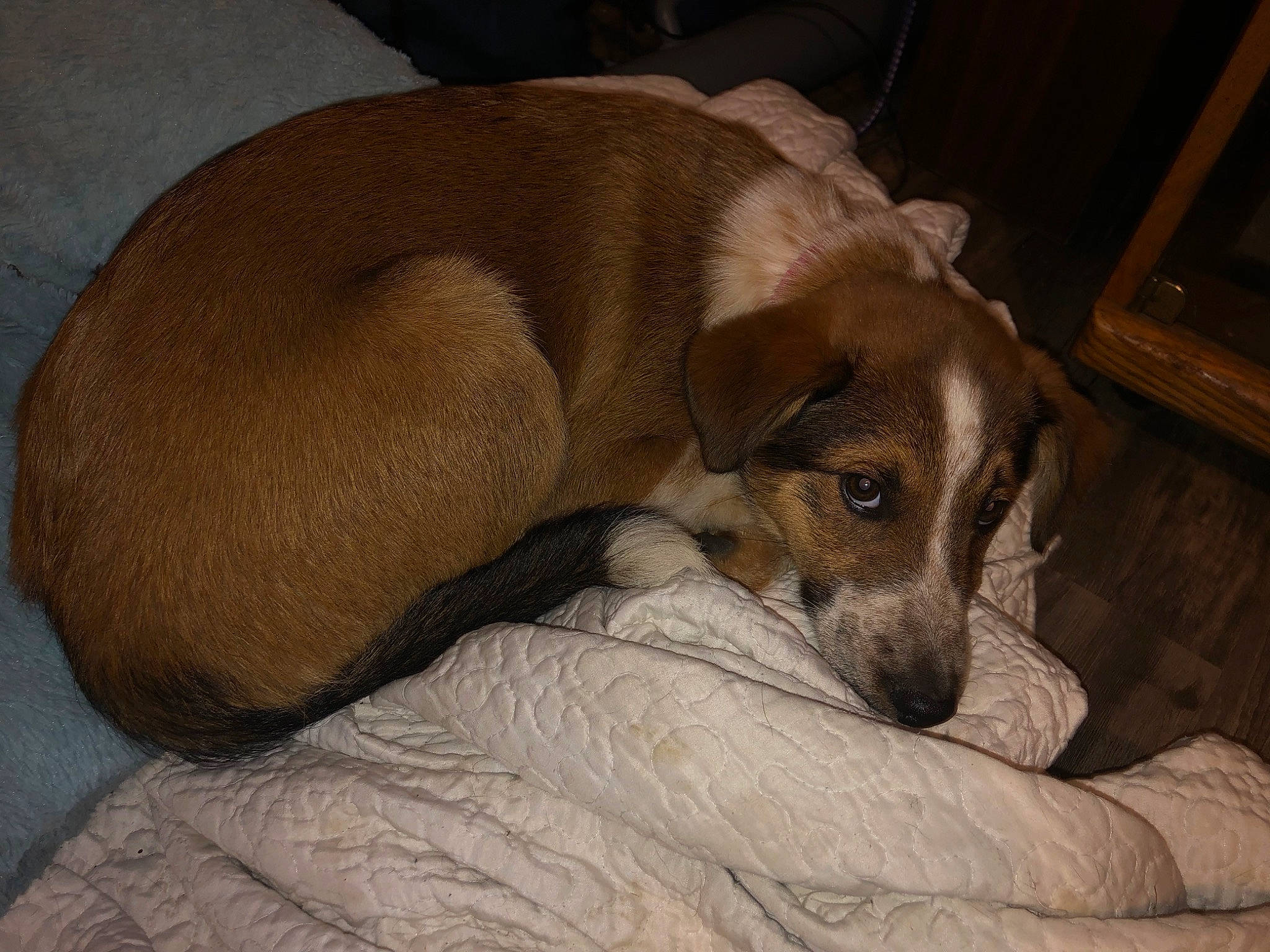 Rosie joined the competition — help win amazing prizes! bored, canidae, carnivore, comfort, companion_dog, dog, dog_bed, dog_breed, dog_supply, fawn, gun_dog, liver, nap, paw, sleep, snout, sporting_group, whiskers, working_animal