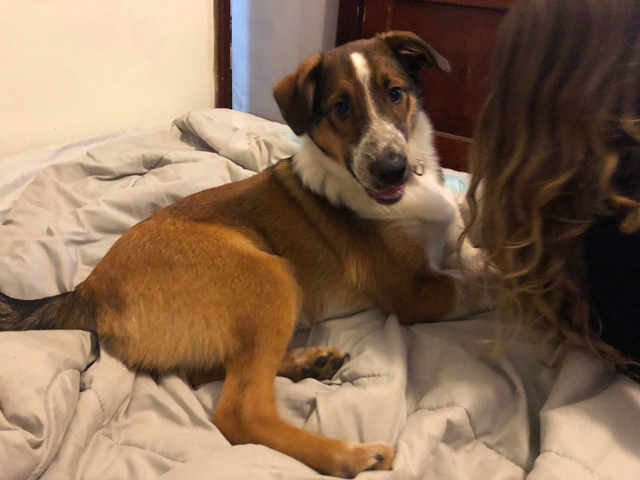 Rosie is registered to the contest to win money with this photo: canidae, carnivore, collar, comfort, companion_dog, dog, dog_breed, dog_supply, fur, hound, hunting_dog, liver, paw, pet_supply, scent_hound, snout, sporting_group, street_dog, whiskers, working_animal