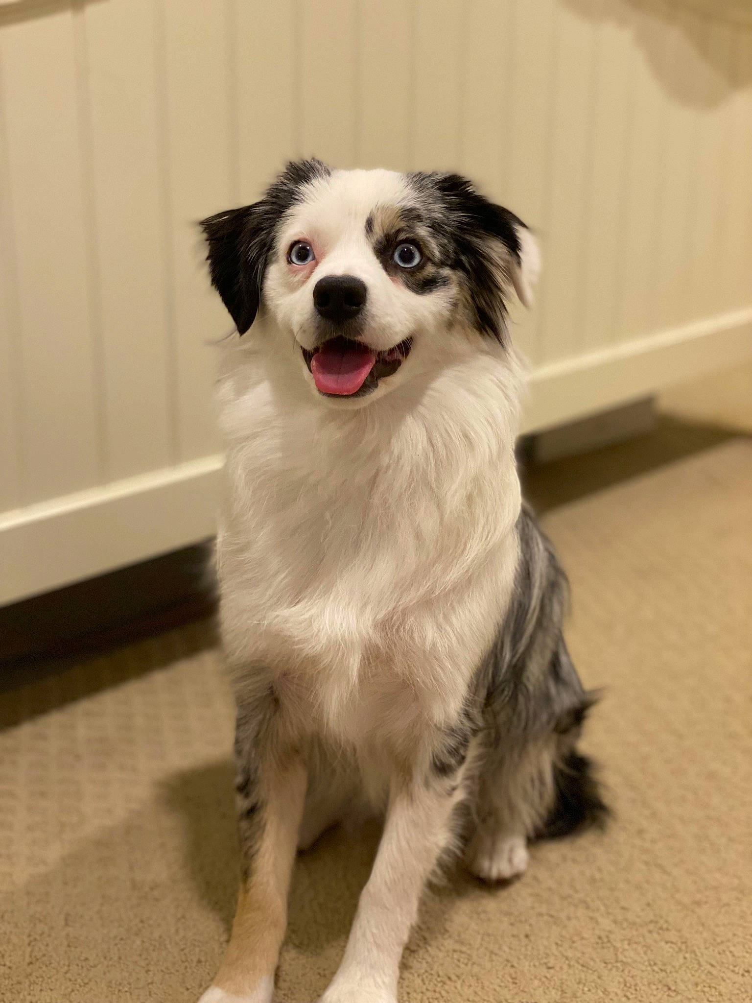 Berkeley is registered to the contest to win money with this photo: ancient_dog_breeds, border_collie, canidae, carnivore, companion_dog, dog, dog_breed, flooring, fur, herding_dog, snout, sporting_group, whiskers, working_animal, working_dog