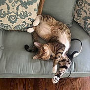 Milo joined the competition — help win amazing prizes! cat, tabby_cat, couch, pillow, headphones, wooden_floor, relaxed, indoor, pet, feline, striped, sleepy, cozy, fur, paw, comfort, resting, home, domestic_animal, living_room