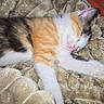 Aurora is registered to the contest to win money with this photo: animal, blanket, cat, closeup, cozy, cute, cute_pet, domestic_animal, feline, fluffy, fur, indoor, kitten, pet, pink_nose, relaxing, resting, sleeping, soft, whiskers
