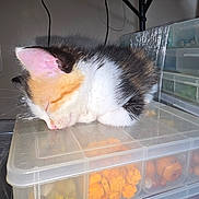 Aurora is registered to the contest to win money with this photo: beads, calico, cat, closed_eyes, craft_supplies, cute, domestic_animal, feline, fur, indoor, kitten, pet, pink_ear, plastic_container, resting, sleeping, small, storage, table, whiskers