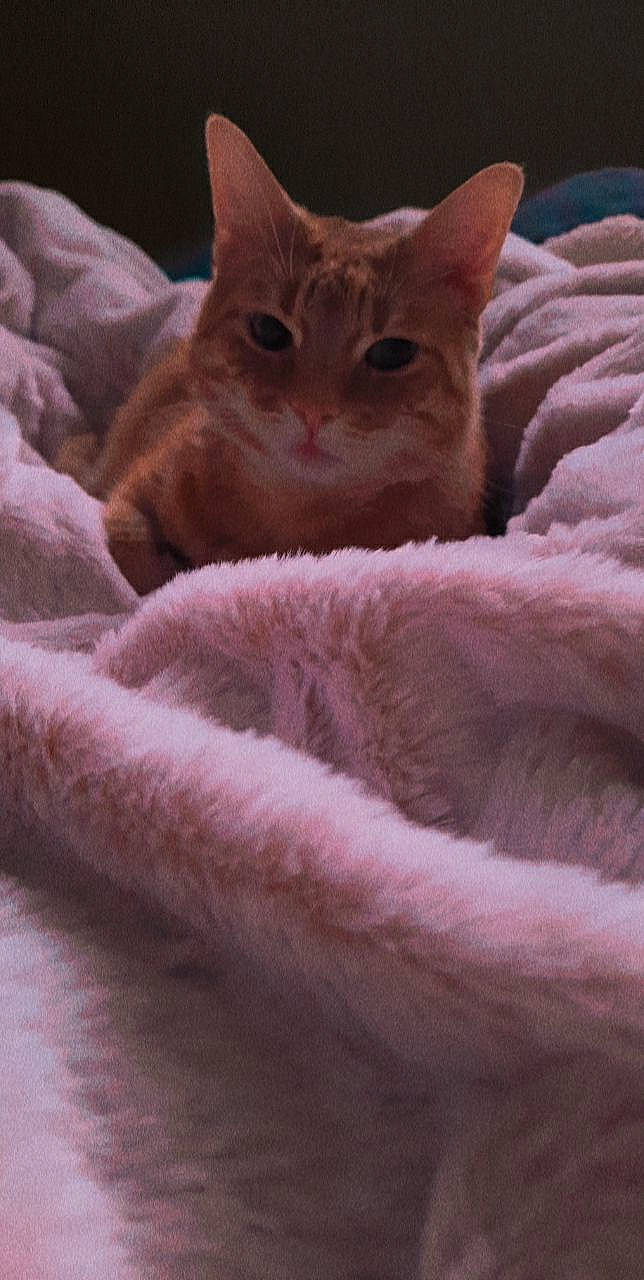 Phoebus a rejoint le concours — aidez-le/la à gagner de superbes lots ! carnivore, cat, cat_bed, claw, comfort, domestic_short_haired_cat, ear, eye, fawn, felidae, fur, gesture, nap, paw, sand, small_to_medium_sized_cats, snout, tail, whiskers, wool