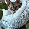 sphynx_cat, cat, pet, animal, indoor, cozy, bed, furniture, fluffy, white, grey, plant, leaf, bowl, table, curious, face, ears, texture, closeup