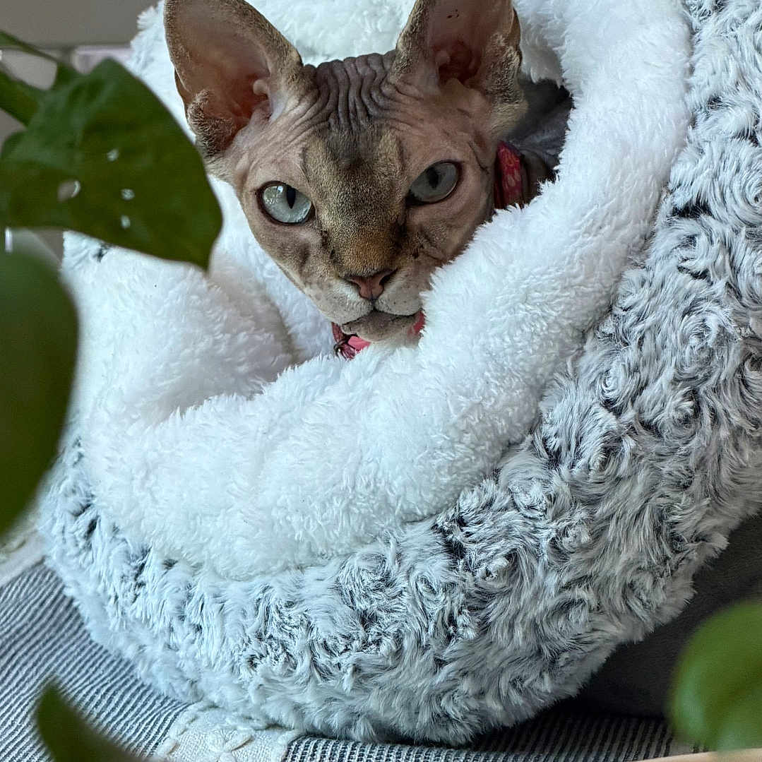Zoey is registered to the contest to win money with this photo: sphynx_cat, cat, pet, animal, indoor, cozy, bed, furniture, fluffy, white, grey, plant, leaf, bowl, table, curious, face, ears, texture, closeup