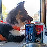 animal, beverage, black_fur, can, curtain, daylight, dog, domestic, household, indoor, licking, metal_bowl, natural_light, orange_harness, outdoor_view, pet, side_profile, table, white_fur, window