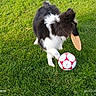 Ayrton participe au concours pour gagner de l'argent avec cette photo : active, animal, black_and_white, canine, daytime, dog, field, frisbee, fur, grass, grass_field, mammal, nature, outdoor, pet, playful, recreational, soccer_ball, summer, toy