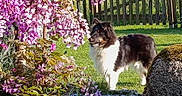 Ayrton participe au concours pour gagner de l'argent avec cette photo : animal, canine, daylight, dog, fence, flowers, garden, grass, greenery, leaves, nature, outdoor, pet, pink_blossoms, plant, rock, shrub, spring, sunlight, wood