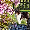 animal, canine, daylight, dog, fence, flowers, garden, grass, greenery, leaves, nature, outdoor, pet, pink_blossoms, plant, rock, shrub, spring, sunlight, wood