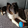 Ayrton a rejoint le concours — aidez-le/la à gagner de superbes lots ! animal, background, ball, canine, close_up, companion, couch, curious, dog, fur, gray_surface, indoor, lying_down, paws, pet, playful, rope_toy, soft, texture, toy