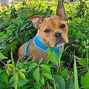 Avah Piggy is registered to the contest to win money with this photo: dog, animal, pet, brown_dog, blue_harness, greenery, plants, leaves, outdoor, nature, curious, ears, face, canine, fur, daylight, grass, shrubbery, young_dog, closeup