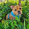 animal, blue_harness, brown_dog, canine, closeup, curious, daylight, dog, ears, face, fur, grass, greenery, leaves, nature, outdoor, pet, plants, shrubbery, young_dog