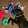 Sable is registered to the contest to win money with this photo: accessories, animal, canine, cat, clothing, dog, face, footwear, head, homedecor, hound, labradorretriever, person, pet, photography, portrait, puppy, purple, shoe, toy