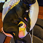 Sable is registered to the contest to win money with this photo: accessories, animal, bed, bulldog, canine, chair, clothing, couch, cushion, dog, footwear, furniture, homedecor, hound, indoors, labradorretriever, pet, puppy, shoe, strap