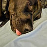 Sable is registered to the contest to win money with this photo: accessories, animal, bodypart, bulldog, canine, collar, couch, dog, furniture, greatdane, hound, labradorretriever, mouth, person, pet, pitbull, pointer, puppy, sleeping, tongue