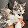 Frisquette a rejoint le concours — aidez-le/la à gagner de superbes lots ! abyssinian, accessories, animal, bodypart, bracelet, cat, chair, couch, face, finger, furniture, hand, head, jewelry, kitten, manx, person, pet, skin, tattoo
