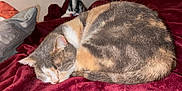 Frisquette participe au concours pour gagner de l'argent avec cette photo : abyssinian, animal, bed, bedroom, blanket, cat, couch, cushion, furniture, homedecor, indoors, kitten, manx, person, pet, quilt, room, sleeping, velvet