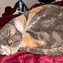abyssinian, animal, bed, bedroom, blanket, cat, couch, cushion, furniture, homedecor, indoors, kitten, manx, person, pet, quilt, room, sleeping, velvet