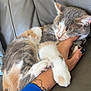 accessories, animal, arm, bodypart, bracelet, cat, couch, cushion, face, furniture, head, homedecor, jewelry, kitten, manx, person, pet, photography, portrait, sleeping