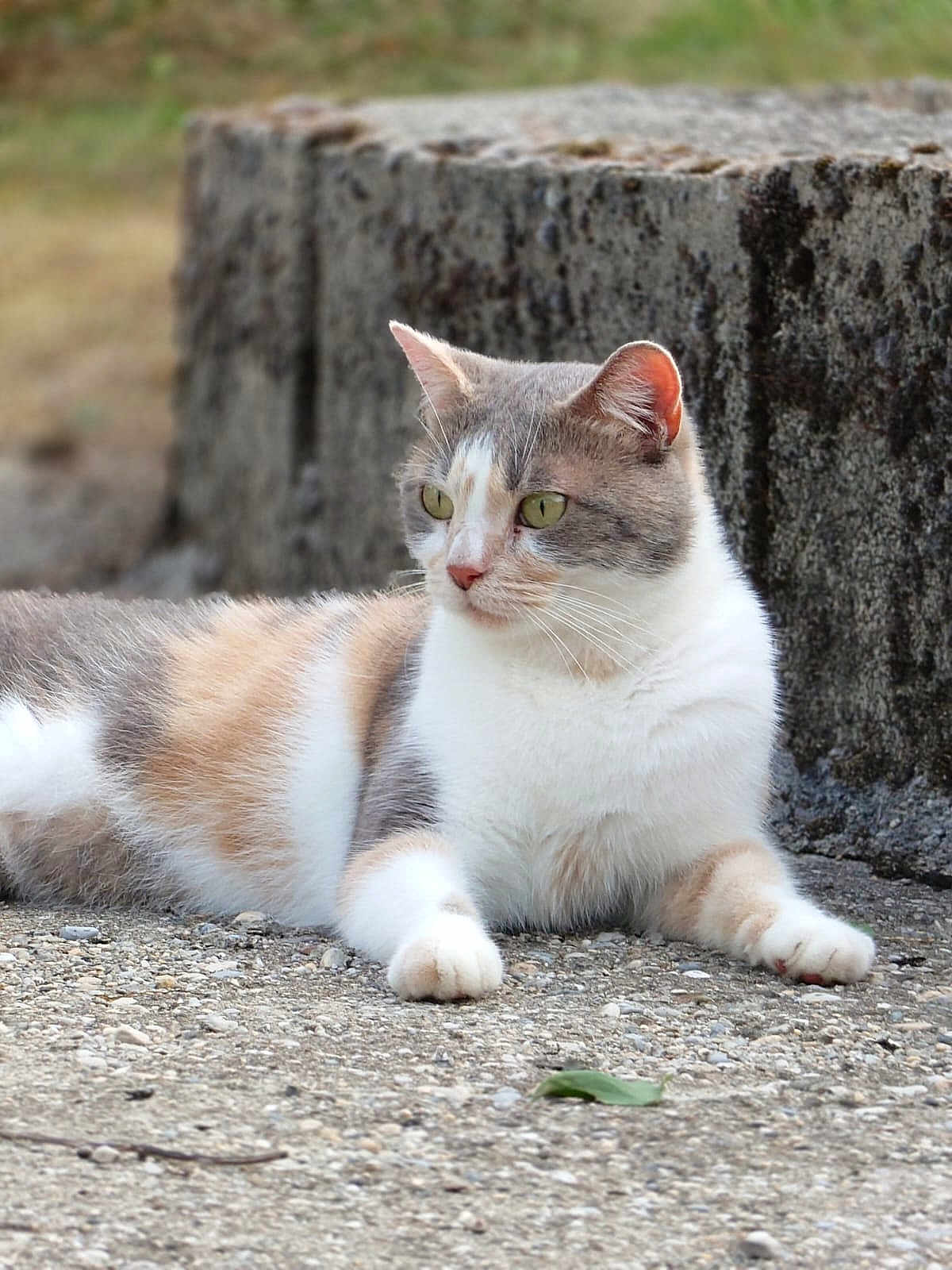 Frisquette participe au concours pour gagner de l'argent avec cette photo : abyssinian, angora, animal, cat, city, grass, gravel, kitten, manx, person, pet, plant, pottedplant, road, rock, sleeping, soil, tree, treestump, wood