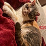 Frisquette participe au concours pour gagner de l'argent avec cette photo : abyssinian, animal, bed, blanket, cat, couch, furniture, hardwood, homedecor, kitten, laundry, linen, manx, person, pet, quilt, siamese, sleeping, towel, velvet