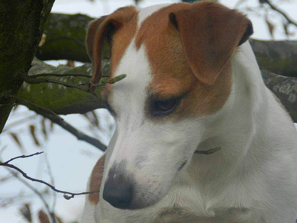 Danette participe au concours pour gagner de l'argent avec cette photo : canidae, carnivore, companion_dog, dog, dog_breed, fox_terrier, irishjacks, jack_russell_terrier, mammal, rare_breed_dog, russell_terrier, smooth_fox_terrier, snout, vertebrate, whiskers