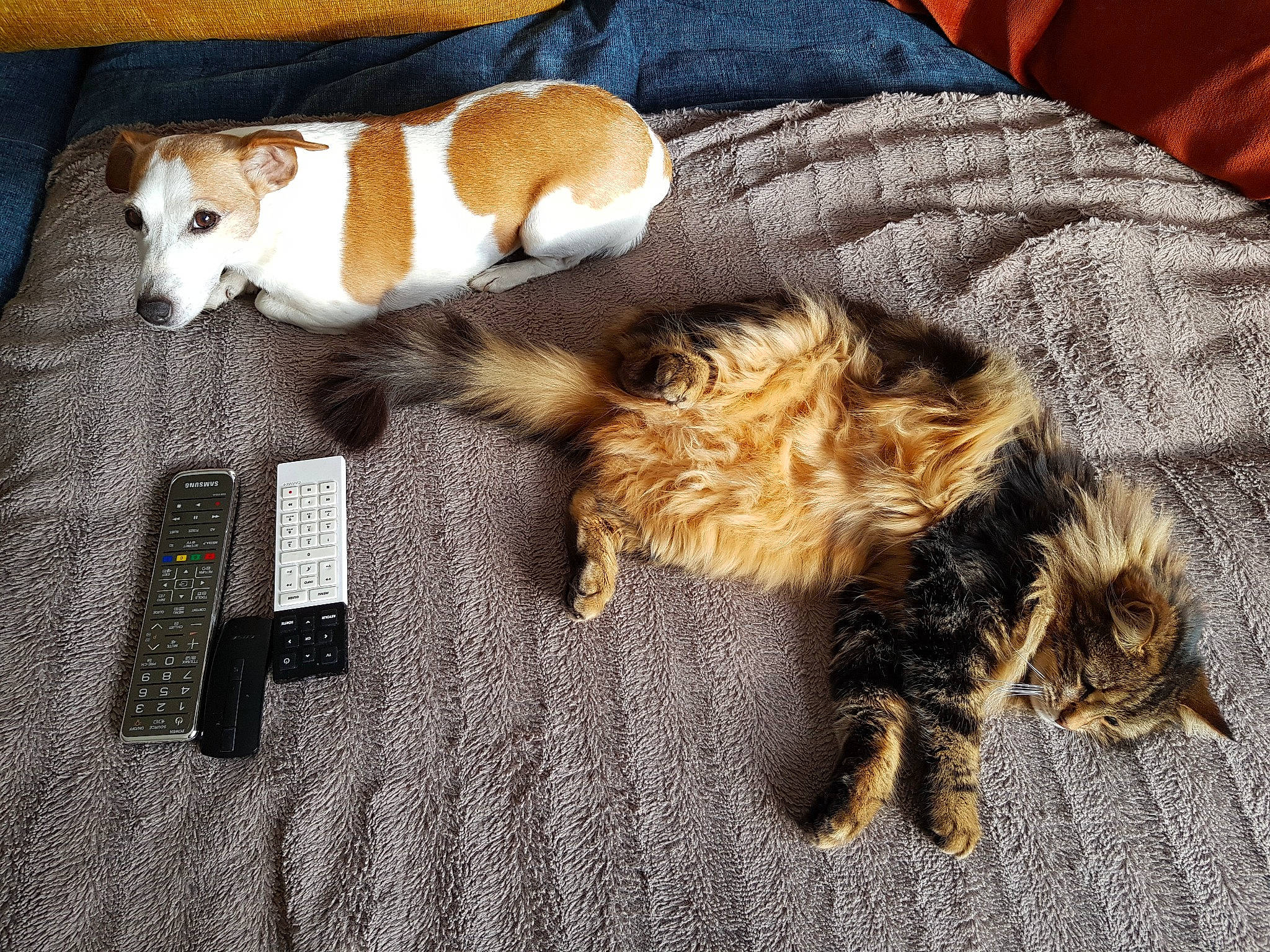 Tornade a rejoint le concours — aidez-le/la à gagner de superbes lots ! canidae, carnivore, cat, claw, companion_dog, european_shorthair, felidae, floor, flooring, fur, kitten, norwegian_forest_cat, paw, play, small_to_medium_sized_cats, tabby_cat, tail, whiskers