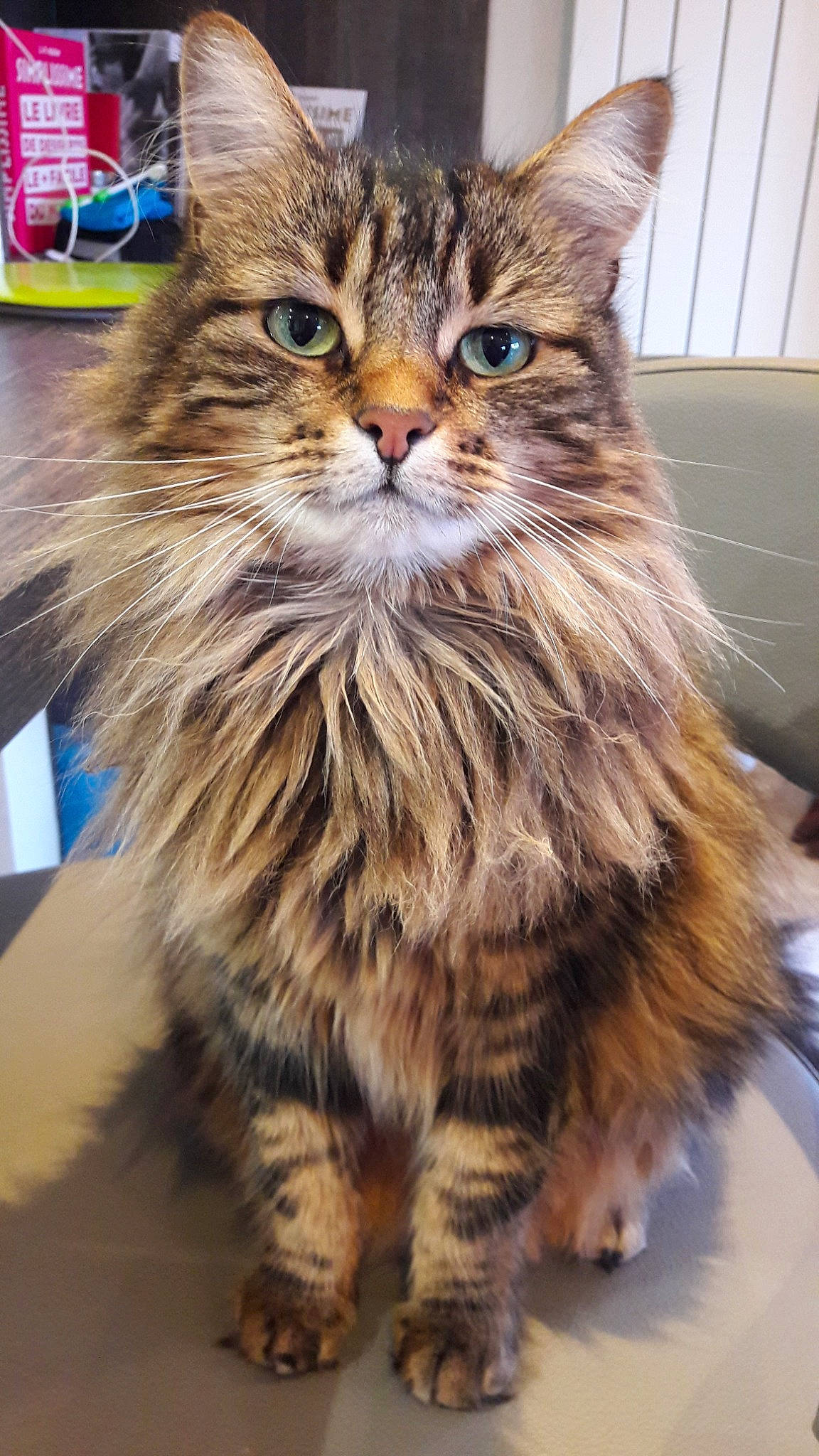 Tornade participe au concours pour gagner de l'argent avec cette photo : american_bobtail, asian_semi_longhair, british_semi_longhair, carnivore, cat, cymric, domestic_long_haired_cat, dragon_li, european_shorthair, felidae, maine_coon, mammal, norwegian_forest_cat, pixie_bob, siberian, small_to_medium_sized_cats, tabby_cat, vertebrate, whiskers, wild_cat