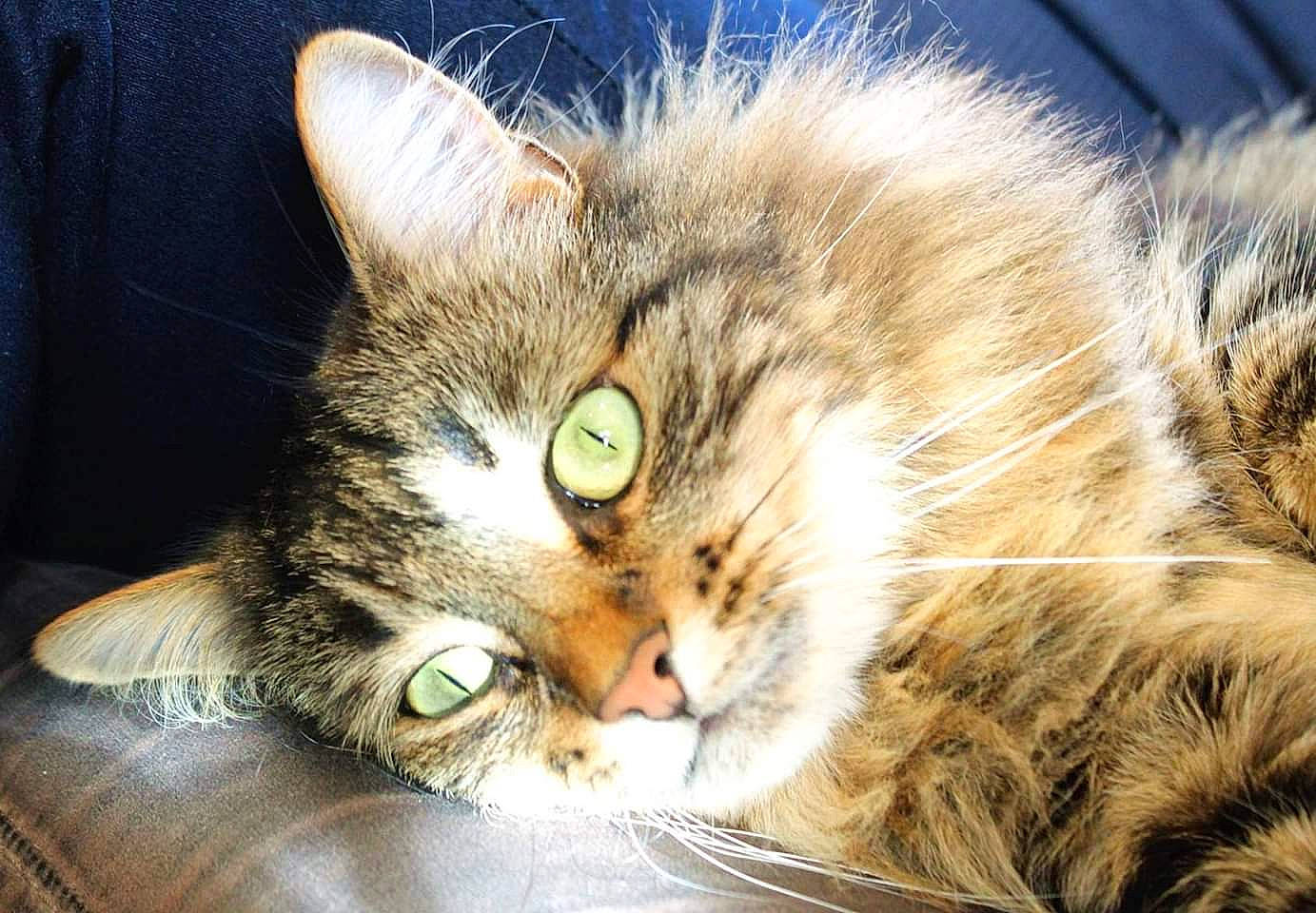 Tornade participe au concours pour gagner de l'argent avec cette photo : carnivore, cat, close_up, domestic_long_haired_cat, domestic_short_haired_cat, dragon_li, european_shorthair, eye, felidae, fur, kitten, mammal, norwegian_forest_cat, pixie_bob, siberian, small_to_medium_sized_cats, snout, tabby_cat, toyger, whiskers