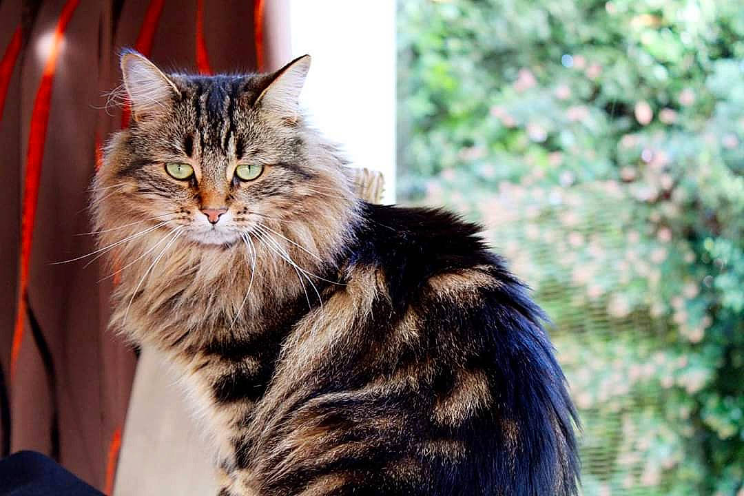 Tornade participe au concours pour gagner de l'argent avec cette photo : asian, asian_semi_longhair, british_semi_longhair, carnivore, cat, cymric, domestic_long_haired_cat, european_shorthair, felidae, fur, kurilian_bobtail, maine_coon, mammal, norwegian_forest_cat, siberian, small_to_medium_sized_cats, tabby_cat, vertebrate, whiskers, wild_cat