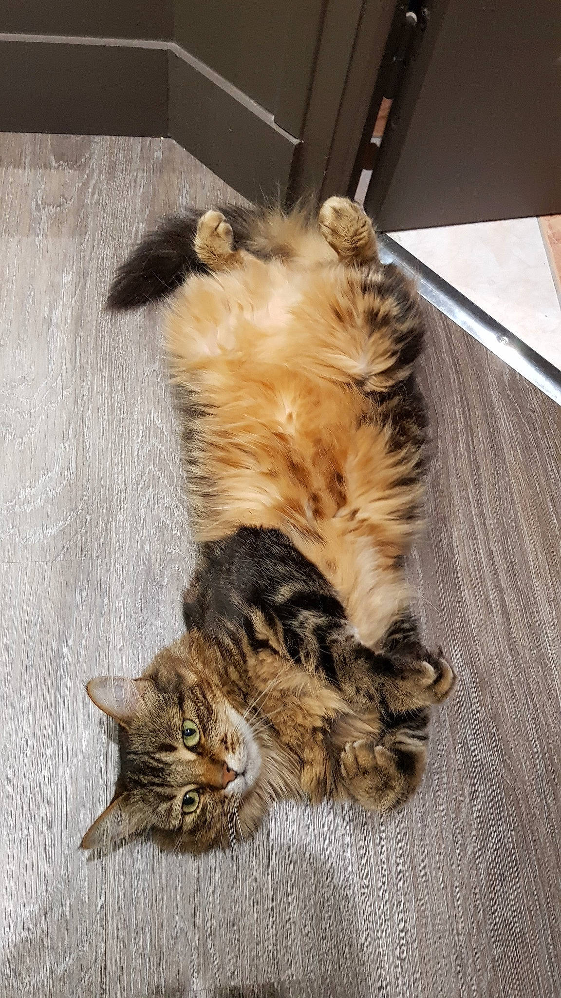 Tornade participe au concours pour gagner de l'argent avec cette photo : carnivore, cat, claw, domestic_long_haired_cat, dragon_li, european_shorthair, felidae, fur, kitten, kurilian_bobtail, maine_coon, mammal, norwegian_forest_cat, pixie_bob, siberian, small_to_medium_sized_cats, tabby_cat, tail, whiskers