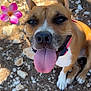 dog, tongue_out, happy, outdoor, flower, rocky_ground, brown_dog, white_paws, pink_flower, sunlight, pet, animal, ears_up, close_up, nature, summer, playful, collar, canine, tongue