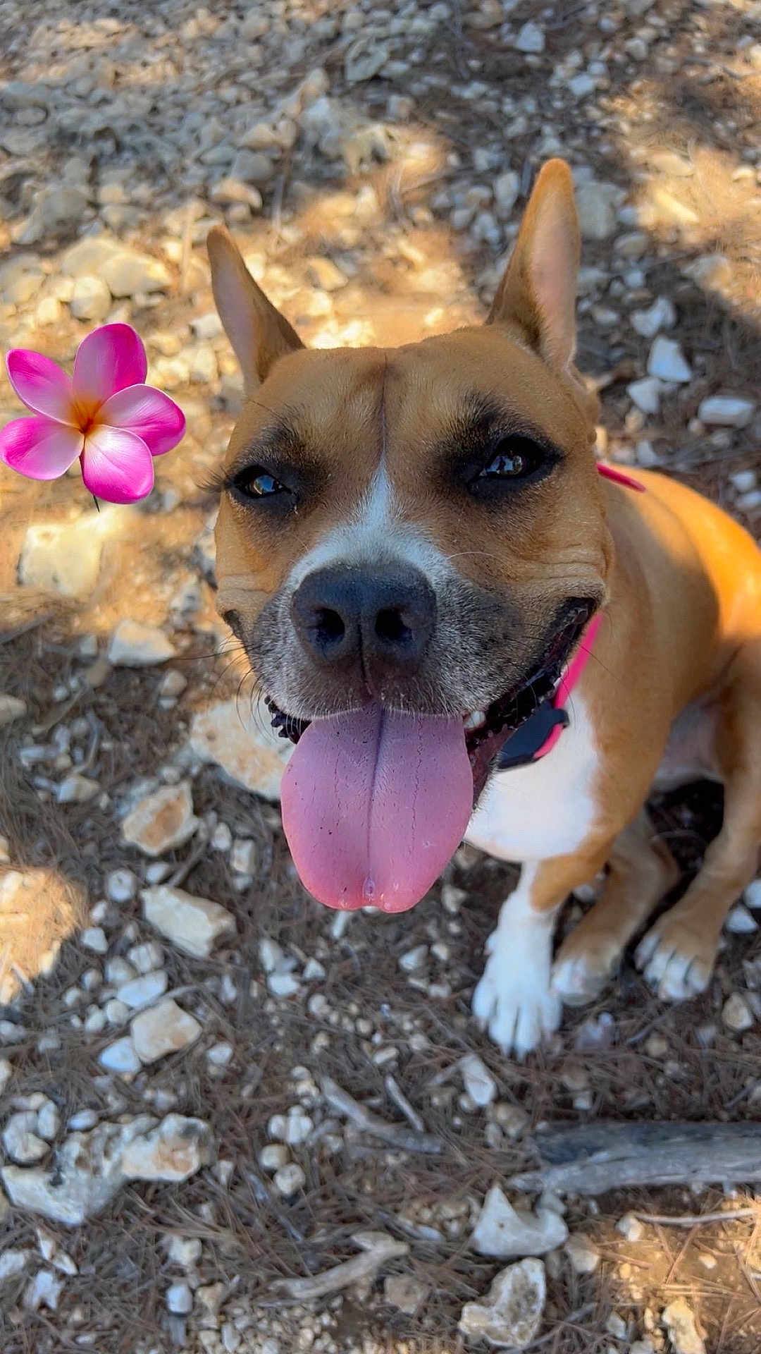 Leika a rejoint le concours — aidez-le/la à gagner de superbes lots ! dog, tongue_out, happy, outdoor, flower, rocky_ground, brown_dog, white_paws, pink_flower, sunlight, pet, animal, ears_up, close_up, nature, summer, playful, collar, canine, tongue