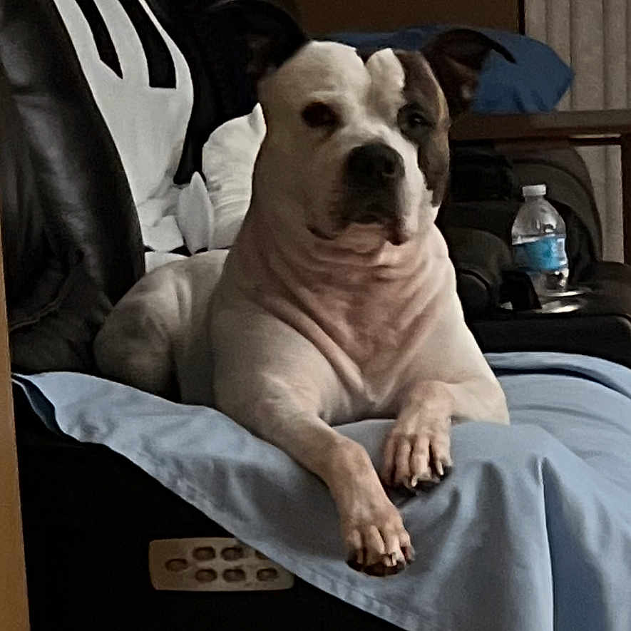 King joined the competition — help win amazing prizes! animal, black_and_white, canine, couch, dog, domestic, ears, face, furniture, home, indoor, living_room, paw, pet, relaxed, resting, sheet, side_view, water_bottle, white_dog