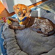 Blaze is registered to the contest to win money with this photo: animal, bed, brown, carpet, collar, comfort, cute, dog, floor, indoor, pet, plush, puppy, relaxed, sleepy, spotted, sunlight, toy, white, wood