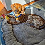 animal, bed, brown, carpet, collar, comfort, cute, dog, floor, indoor, pet, plush, puppy, relaxed, sleepy, spotted, sunlight, toy, white, wood
