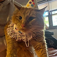 Charlie Brown joined the competition — help win amazing prizes! animal, birthday_hat, cat, celebration, collar, costume, cozy, cute, domestic_cat, feline, fluffy, holding, indoor, natural_light, orange_cat, party_hat, person, pet, soft_light, window