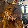 animal, birthday_hat, cat, celebration, collar, costume, cozy, cute, domestic_cat, feline, fluffy, holding, indoor, natural_light, orange_cat, party_hat, person, pet, soft_light, window