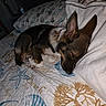 Arrow is registered to the contest to win money with this photo: animal, bed, blanket, brown, canine, comfort, cozy, dog, ears, fur, home, indoor, peaceful, pet, pillow, quiet, quilt, resting, sleeping, white