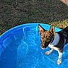 Arrow joined the competition — help win amazing prizes! animal, backyard, blue_pool, canine, curious, daylight, dog, grass, outdoor, pet, playful, puppy, recreation, small_pool, summer, sunlight, tattoo, water, wet_paws, young_dog