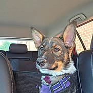 Arrow is registered to the contest to win money with this photo: alert, animal, backseat, black_fur, brown_fur, calm, canine, car_interior, daylight, dog, ears_up, harness, head, leather_seat, pet, restraint, seatbelt, side_window, vehicle, window