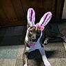 dog, puppy, bunny_ears, costume, pink_bow, carpet, indoor, wooden_cabinet, pet, cute, animal, laying_down, ears, playful, adorable, fur, collar, tag, looking_at_camera, home