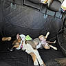 puppy, dog, sleeping, car, backseat, black_cover, toy, bone, collar, sunlight, interior, relaxing, pet, canine, resting, seatbelt, window, domestic_animal, young_dog, quiet