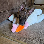 Arrow joined the competition — help win amazing prizes! puppy, dog, plush_toy, carpet, couch, indoor, pet, animal, brown, white, orange, pink, cute, playful, ears, chewing, fur, home, living_room, toy